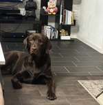 Stich Pfote. Socken gegen lecken.-Beitrag-Bild