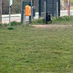 Hundeauslaufgebiet-Hundeauslauf Bad Segeberg-Bild