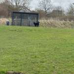 Hundeauslaufgebiet-Hundeauslauf Bad Segeberg-Bild