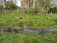 Hundeauslaufgebiet-Wilde Wiese-Bild