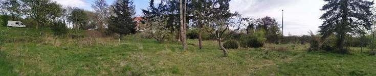 Hundeauslaufgebiet-Wilde Wiese-Bild