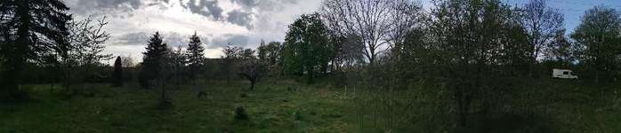 Hundeauslaufgebiet-Wilde Wiese-Bild