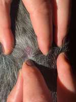 Eitrige Stelle-Beitrag-Bild