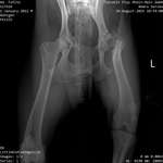 Schwerste HD/ Operation nicht möglich-Beitrag-Bild