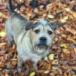 Suchmeldung-Jule-Bild