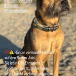 Suchmeldung-Jule-Bild