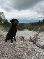 Hundeauslaufgebiet-Parkplatz Forstmeile-Bild