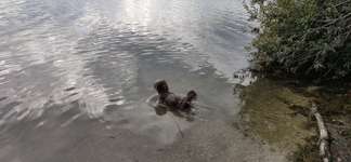 Hundeauslaufgebiet-Otto Maigler See-Bild