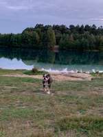 Hundeauslaufgebiet-Hundestrand am Dankernsee-Bild