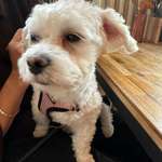 Suchmeldung-Malti-Bild