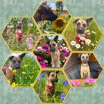 47. Collage Challenge - Sag's mit Blumen-Beitrag-Bild