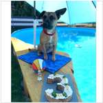 Dogorama Photo Challenge - Hundeparty / Geburtstag-Beitrag-Bild