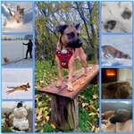 13. Collage- Challenge 
Beschäftigung in der kalten Jahreszeit-Beitrag-Bild