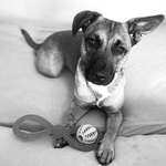 29. Handy - Fotochallenge - zeigt eure Hunde in anderen Farben-Beitrag-Bild