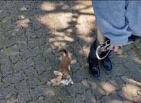 Hundeführerschein (Theorie)-Beitrag-Bild