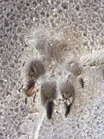 Hundeauslaufgebiet-Spiekeroog Strand-Bild