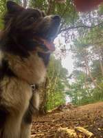 Hundeauslaufgebiet-Spiekeroog Strand-Bild