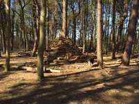 Hundeauslaufgebiet-Friederikenwäldchen Spiekeroog-Bild