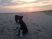 Hundeauslaufgebiet-Spiekeroog Strand-Bild