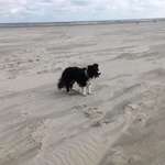 Hundeauslaufgebiet-Spiekeroog Strand-Bild