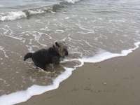 Hundeauslaufgebiet-Spiekeroog Strand-Bild