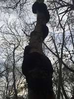 Hundeauslaufgebiet-Friederikenwäldchen Spiekeroog-Bild