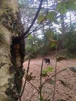 Hundeauslaufgebiet-Spiekeroog Strand-Bild