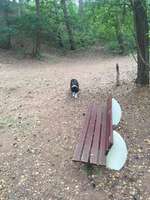 Hundeauslaufgebiet-Spiekeroog Strand-Bild