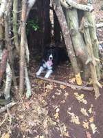 Hundeauslaufgebiet-Friederikenwäldchen Spiekeroog-Bild