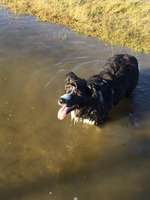 Hundeauslaufgebiet-Spiekeroog Strand-Bild