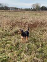 Hundeauslaufgebiet-Müßentwiete-Bild