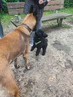 Hundeauslaufgebiet-Auf der Heide/Opelring-Bild