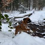 Ersteller:in Amadeus Profilbild