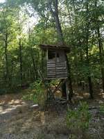 Hundeauslaufgebiet-Waldstück-Bild