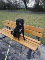 Hundeauslaufgebiet-Zellerau Mainwiesen-Bild