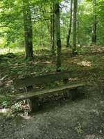 Hundeauslaufgebiet-Stadtwald am Blosenberg-Bild