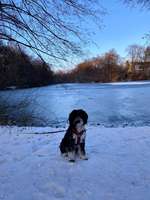 Hundeauslaufgebiet-Kleiner Bramfelder Teich-Bild