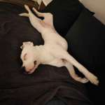 Suchmeldung-Rosalie-Bild