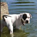 Suchmeldung-Rosalie-Bild