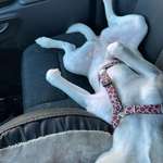 Suchmeldung-Rosalie-Bild