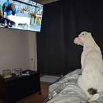 Suchmeldung-Rosalie-Bild