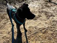 Hundeauslaufgebiet-Döberitzer Heide-Bild