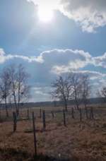 Hundeauslaufgebiet-Döberitzer Heide-Bild