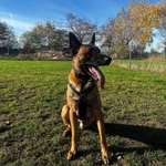 Hundeauslaufgebiet-Hunde-Freilauf-Wiese Immensen-Bild