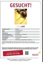 Suchmeldung-Loki-Bild