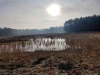 Hundeauslaufgebiet-Öhlner See Diepolz/Drebber-Bild
