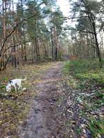 Hundeauslaufgebiet-Öhlner See Diepolz/Drebber-Bild