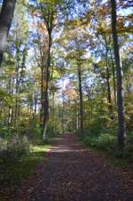 Hundeauslaufgebiet-Eilenriede-Bild