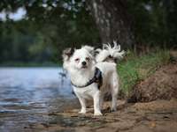 Hundeauslaufgebiet-Rothsee-Bild