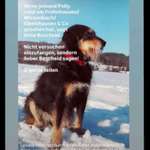 Suchmeldung-Polly-Bild